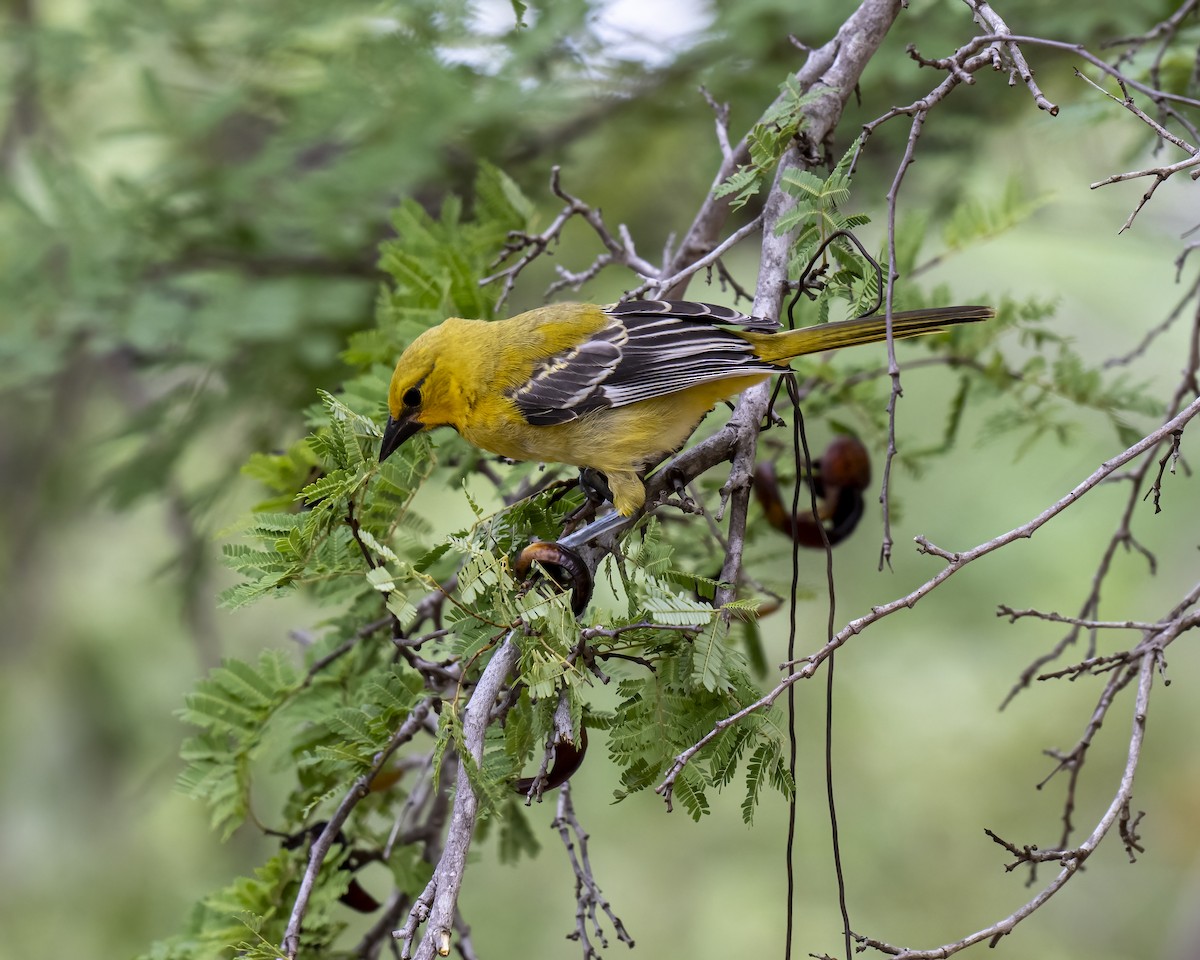 Orangebrusttrupial - ML644460666