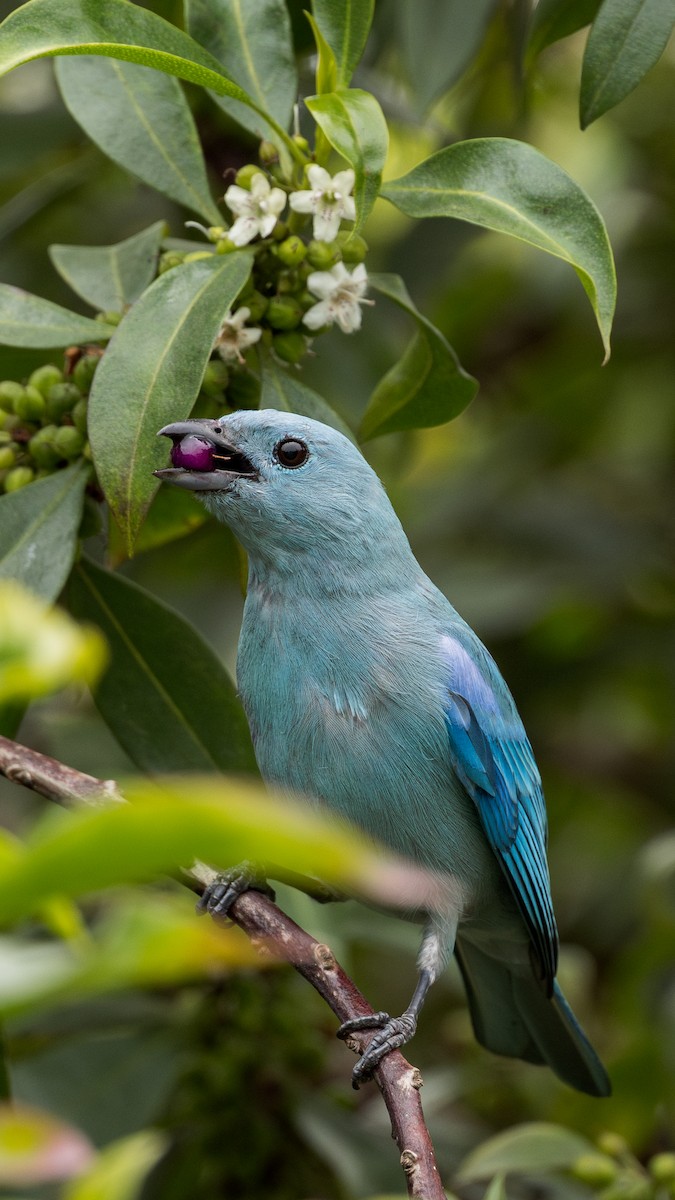 Blue-gray Tanager - ML644460667