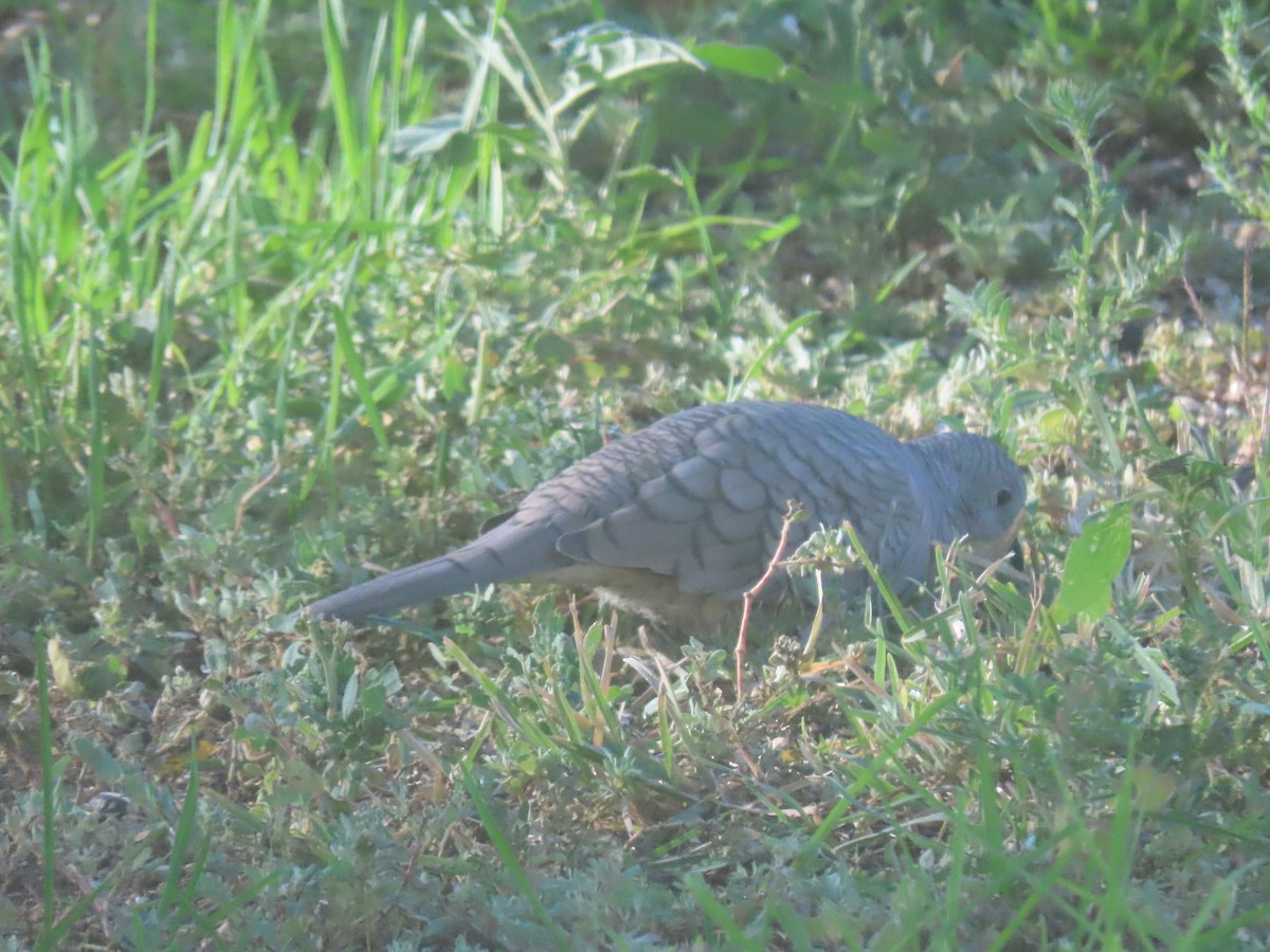 Colombe inca - ML644460668