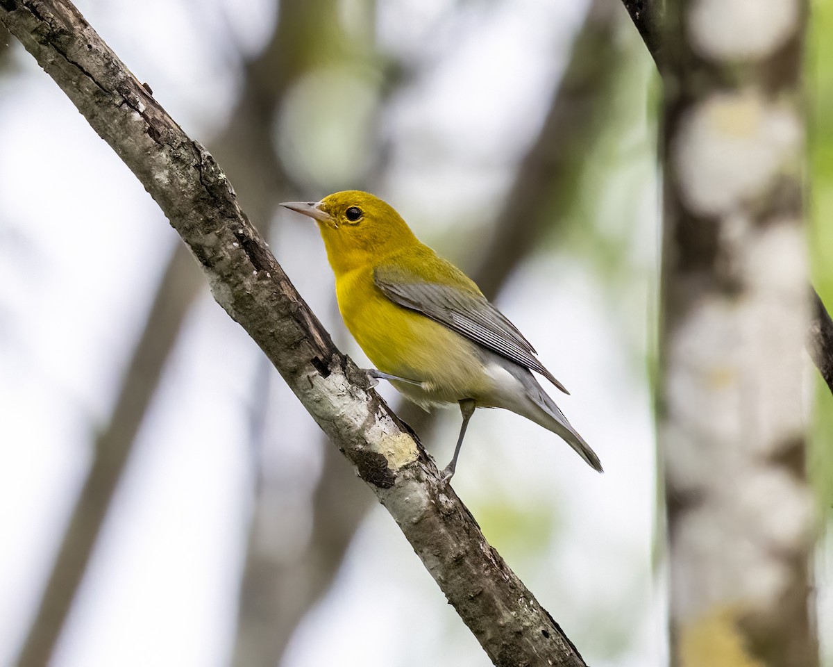 Zitronenwaldsänger - ML644460669