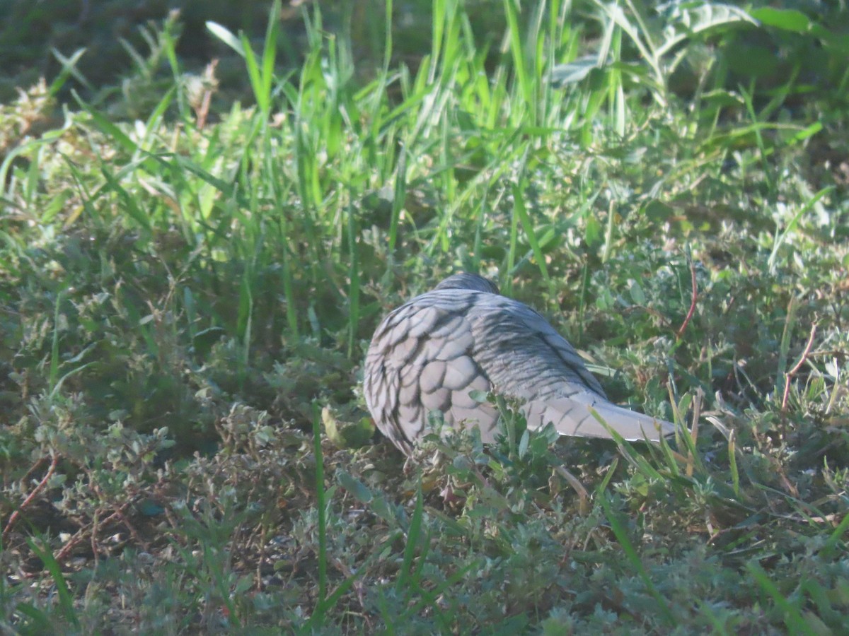 Colombe inca - ML644460674