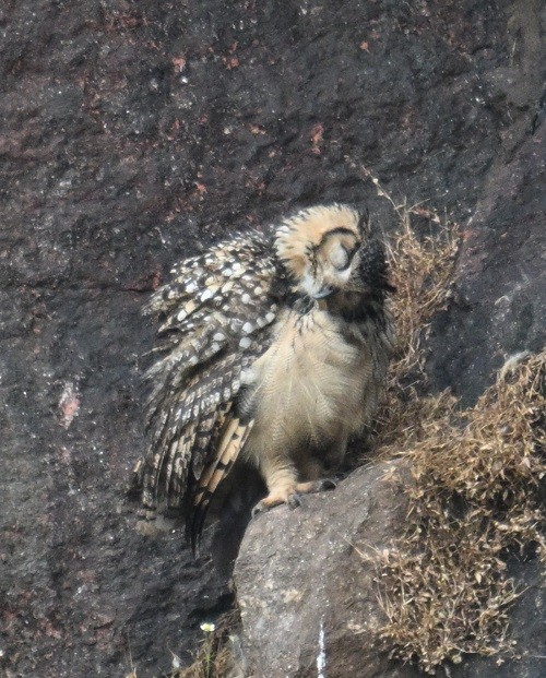 Rock Eagle-Owl - ML644460676