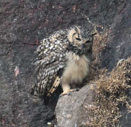Rock Eagle-Owl - ML644460677