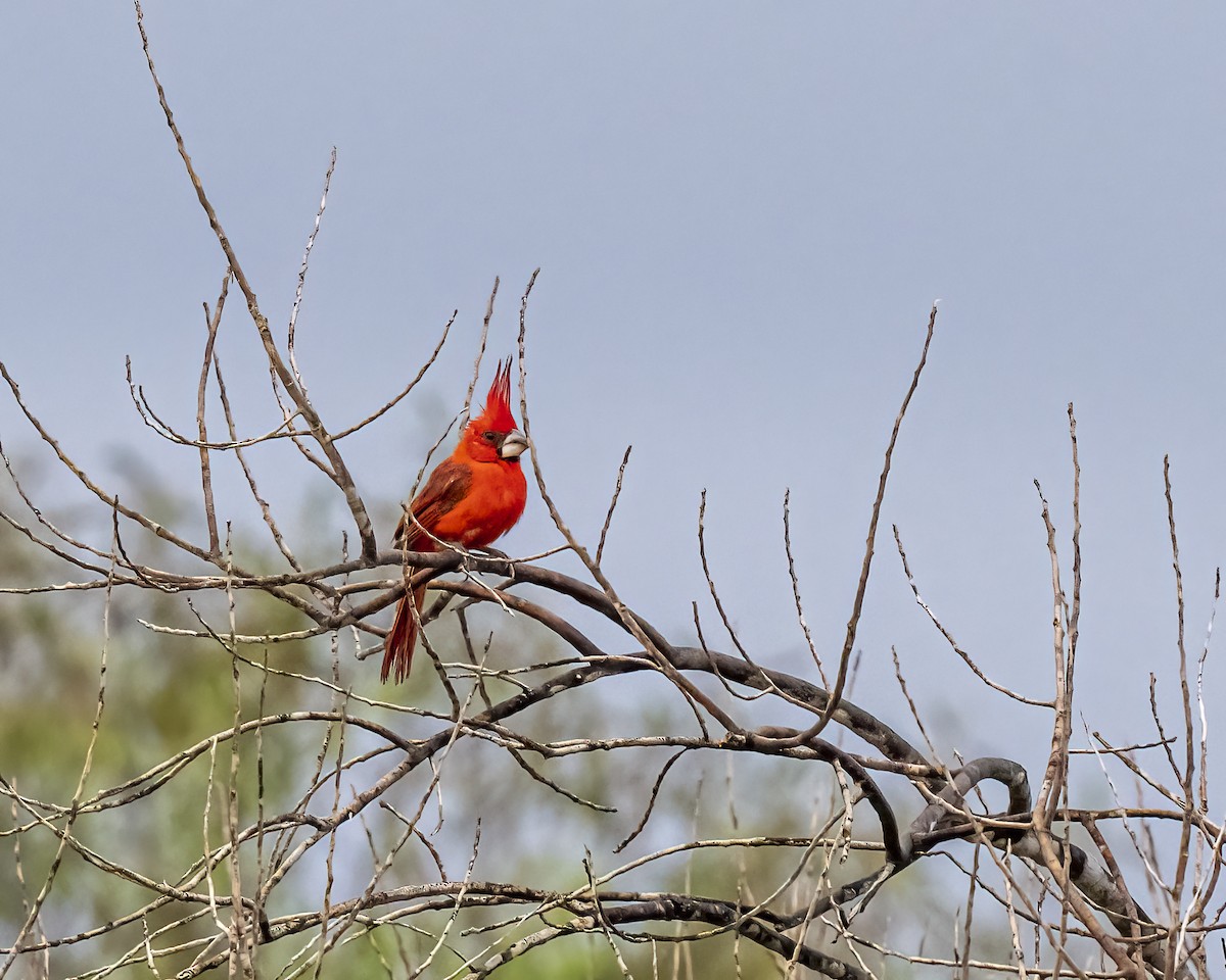 Purpurkardinal - ML644460678