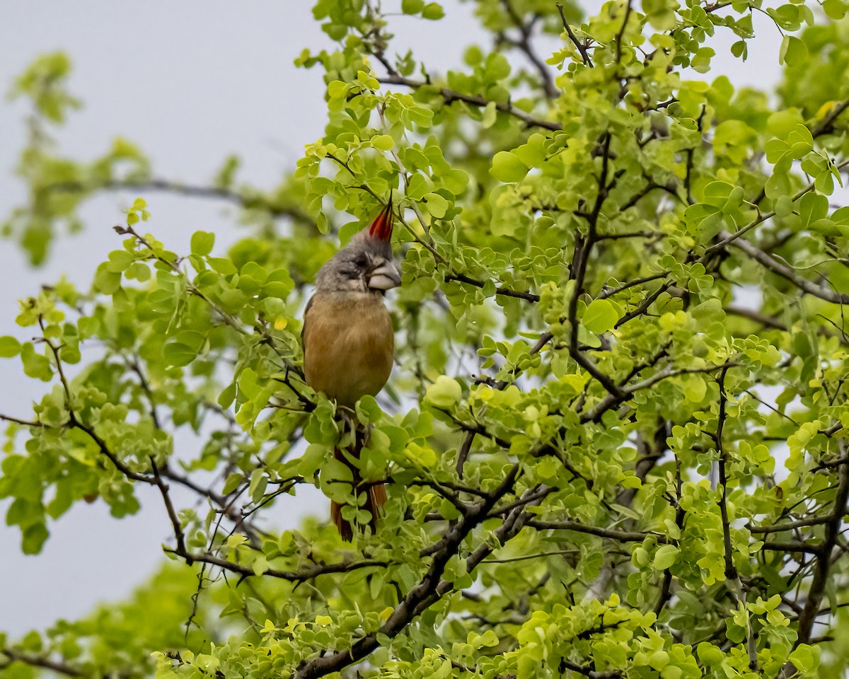 Purpurkardinal - ML644460679