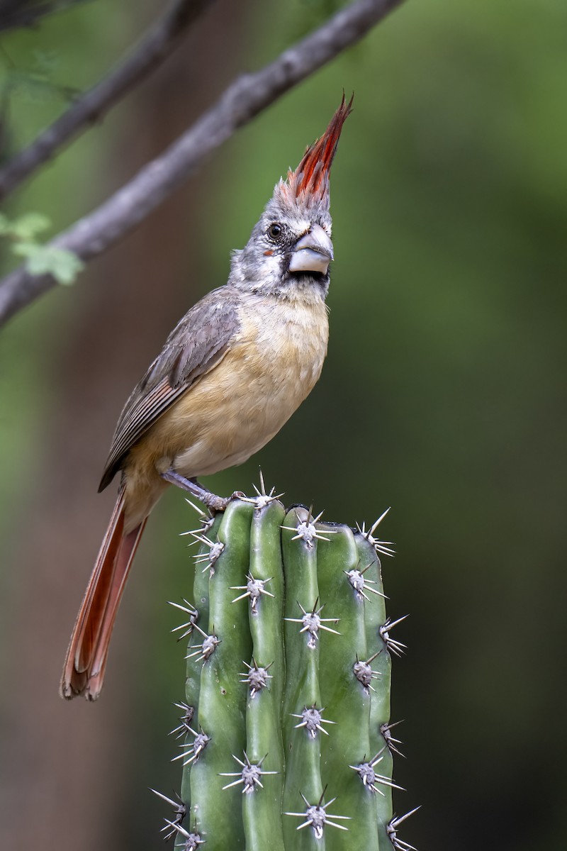 Purpurkardinal - ML644460680