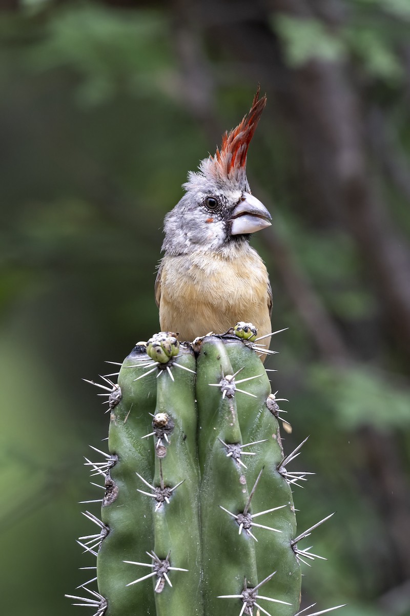 Purpurkardinal - ML644460681