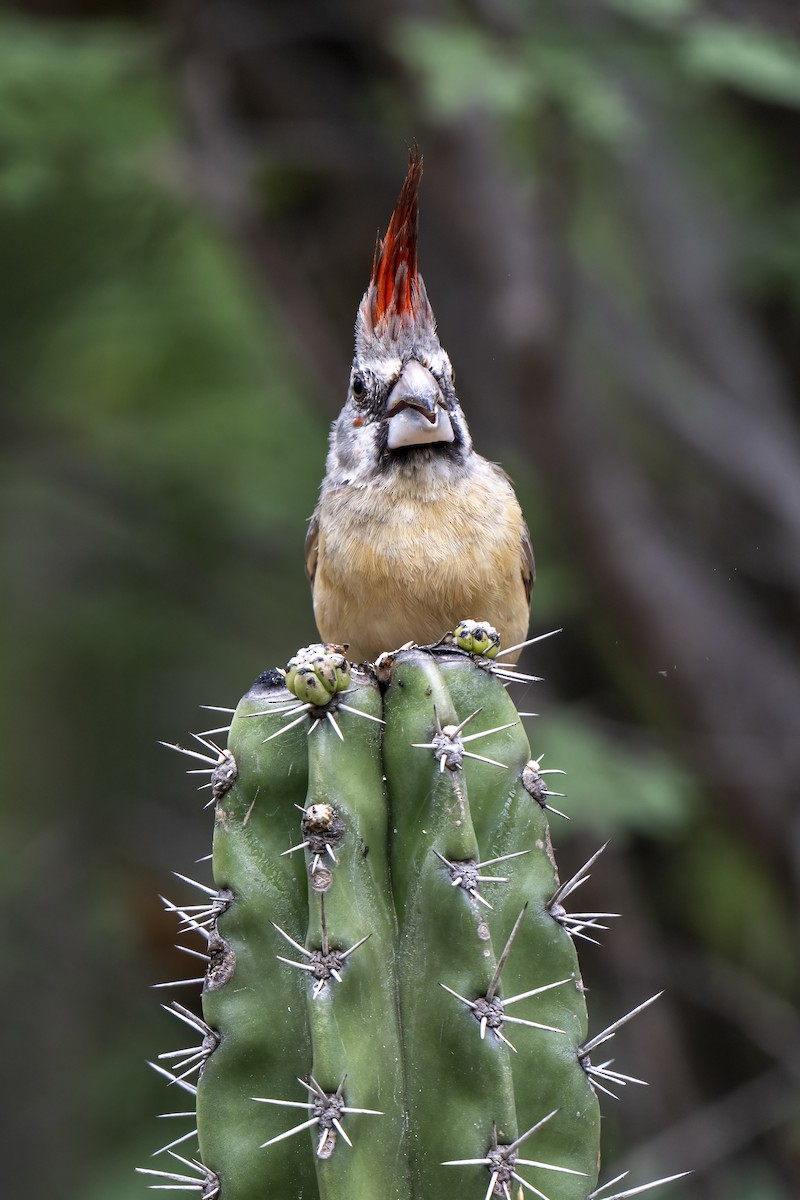 Purpurkardinal - ML644460682