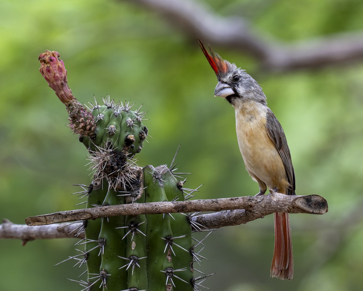 Purpurkardinal - ML644460683