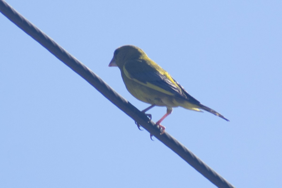 Verderón Común - ML644460686