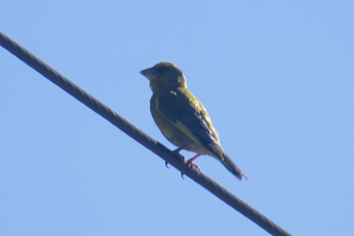 Verderón Común - ML644460688