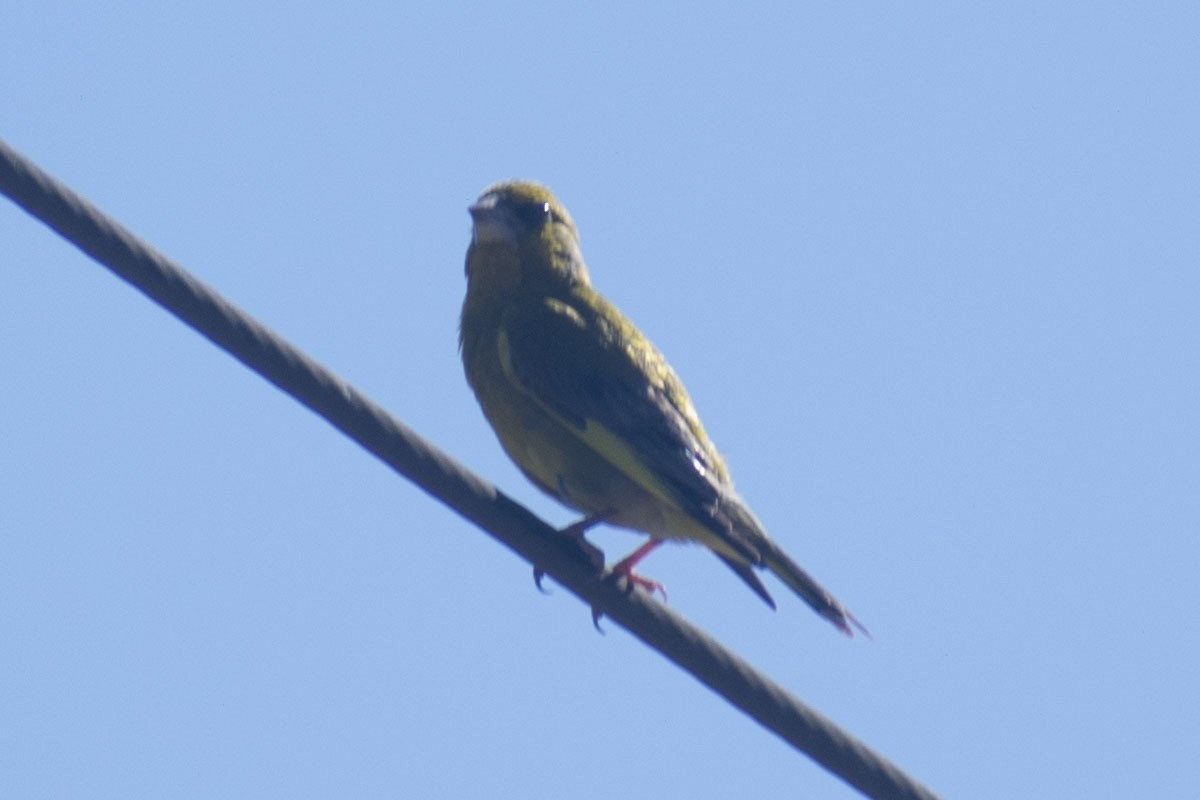 Verderón Común - ML644460689