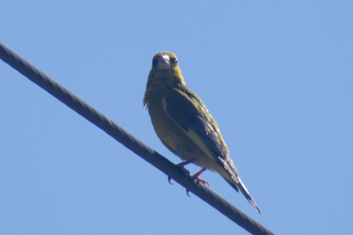 Verderón Común - ML644460690