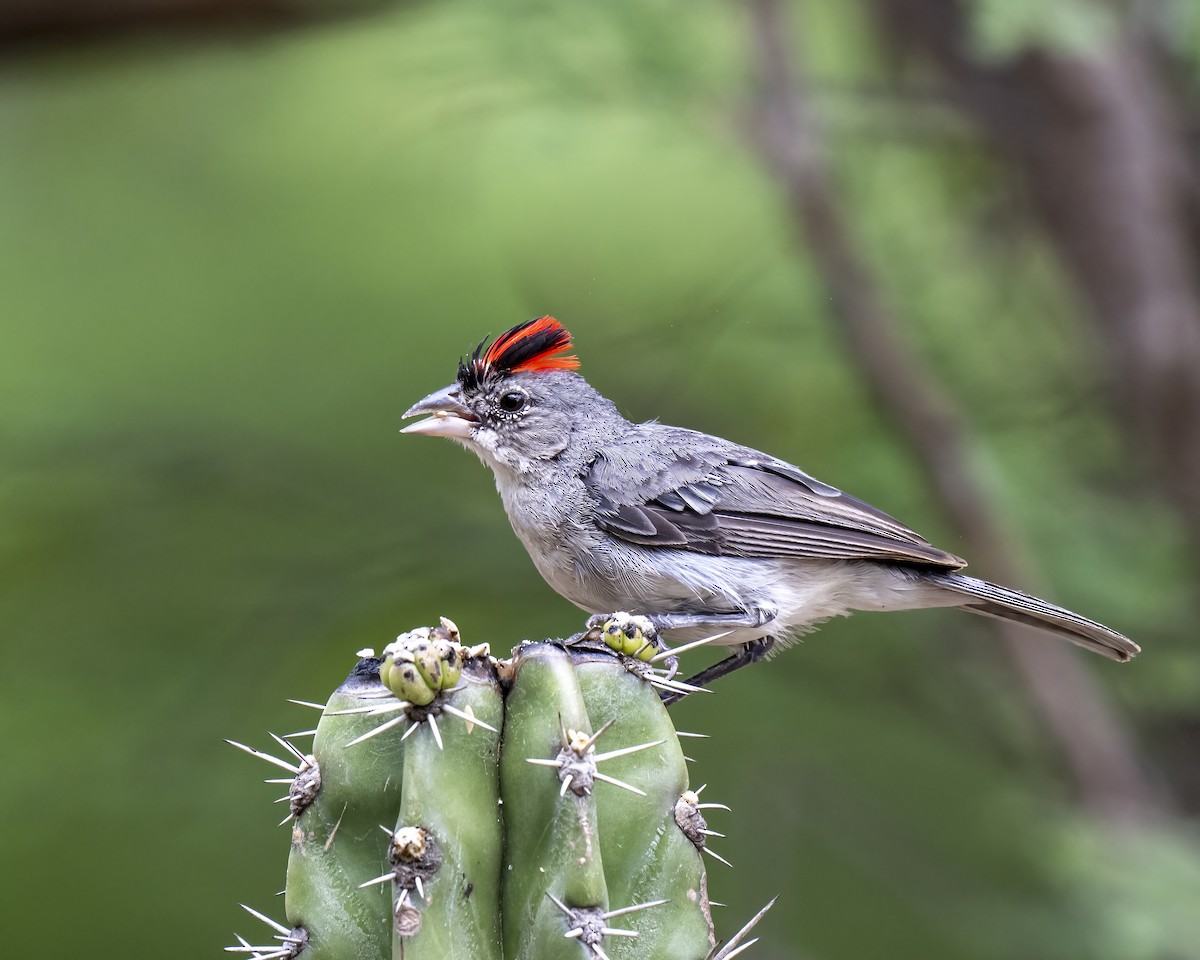 Silberhaubentangare - ML644460696