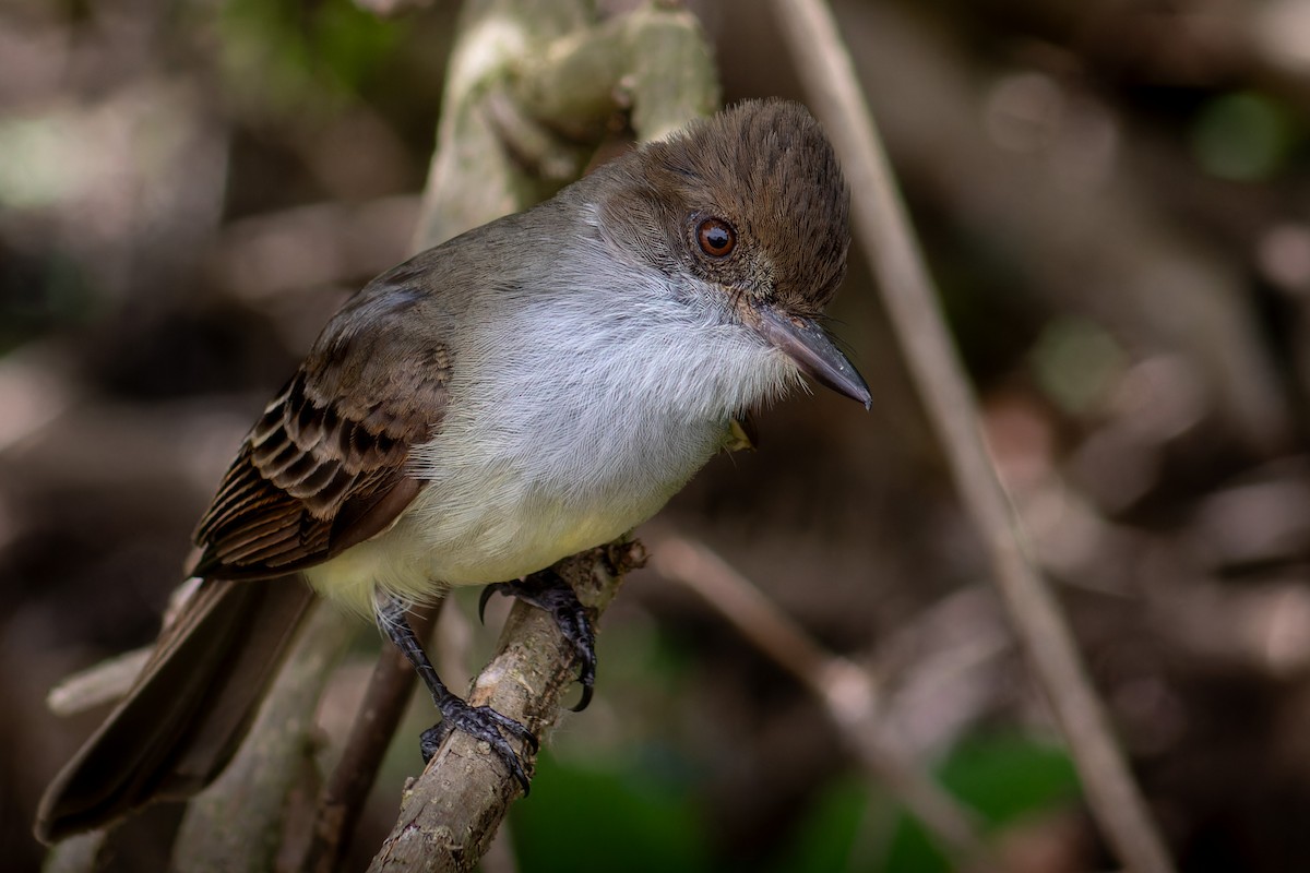 Swainson's Flycatcher - ML644460702