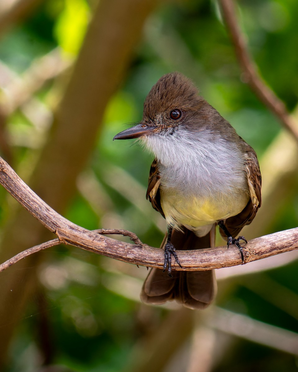 Swainson's Flycatcher - ML644460703