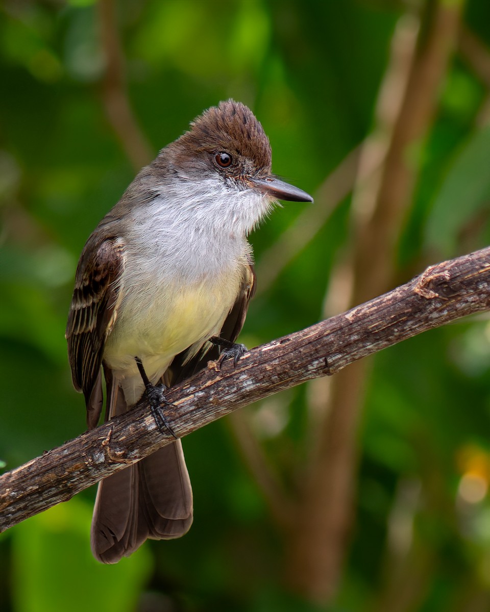 Swainson's Flycatcher - ML644460704