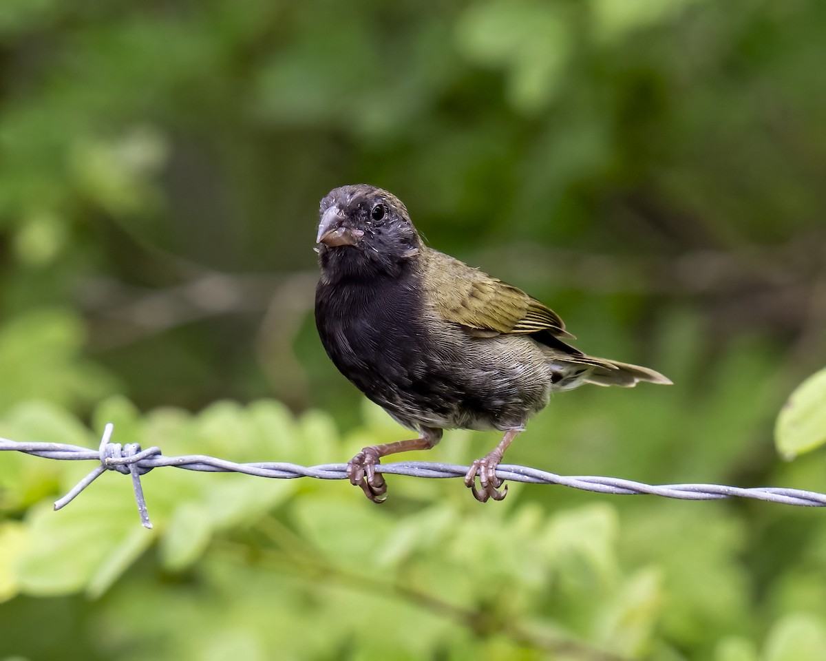 Jamaikagimpeltangare - ML644460707