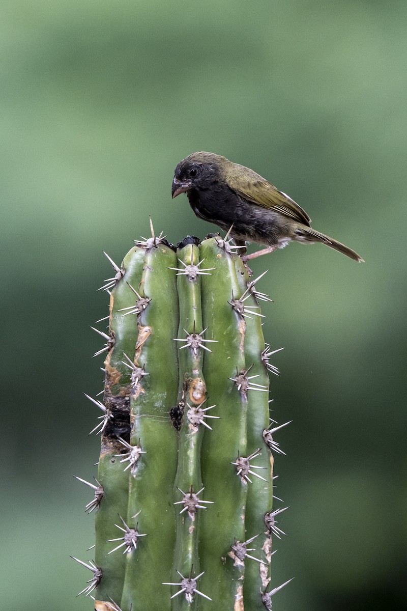 Jamaikagimpeltangare - ML644460708