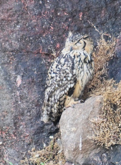 Rock Eagle-Owl - ML644460709