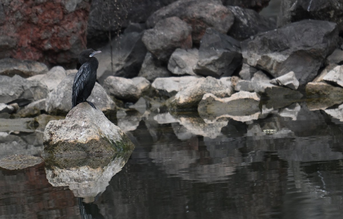 orientdvergskarv - ML644460712