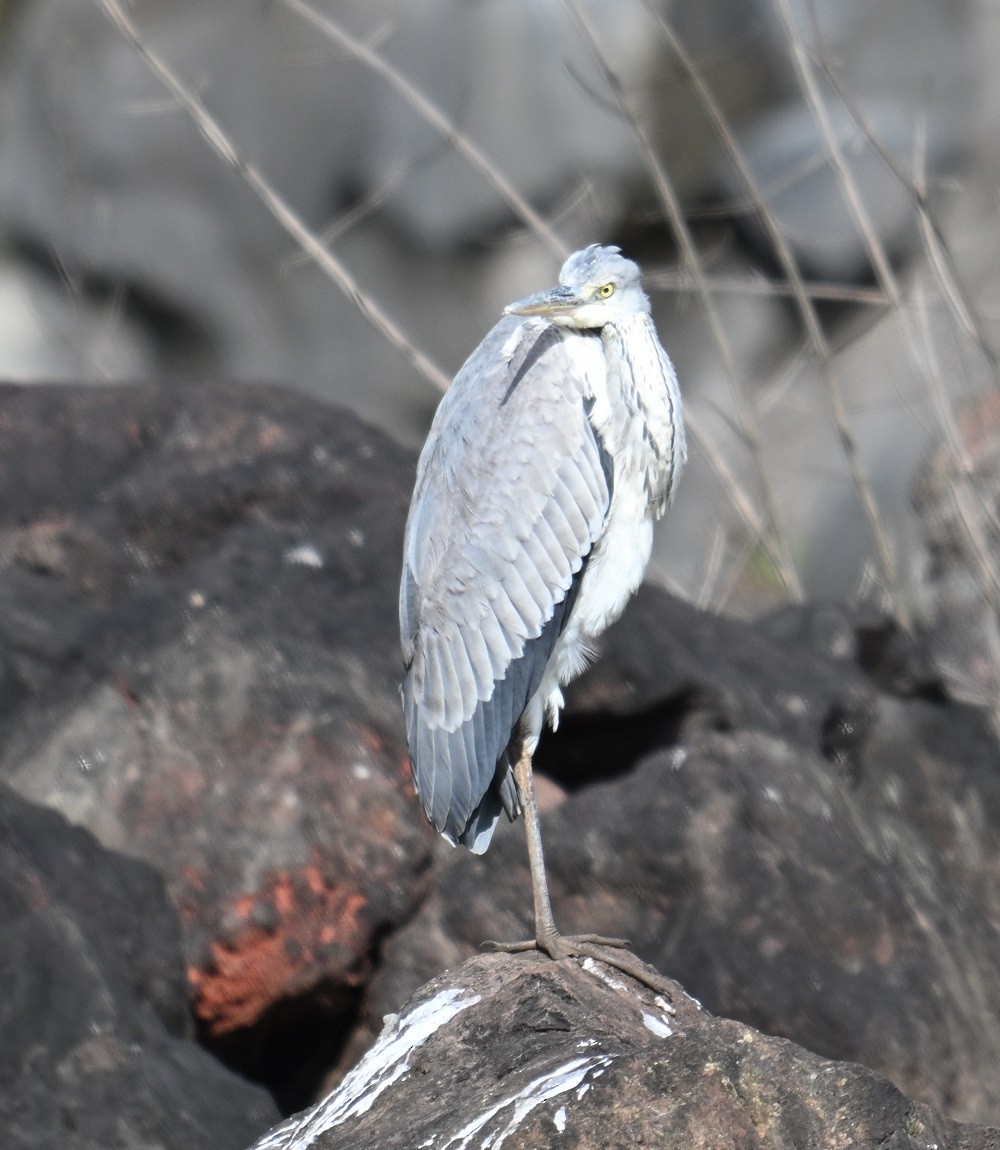 Gray Heron - ML644460723