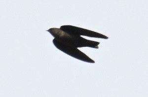 Dusky Crag-Martin - ML644460725