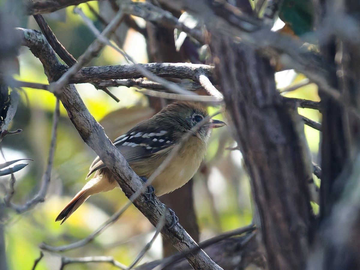 Batara de Pelzeln - ML644460727