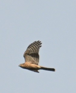 Eurasian Sparrowhawk - ML644460730