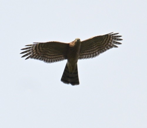 Eurasian Sparrowhawk - ML644460731