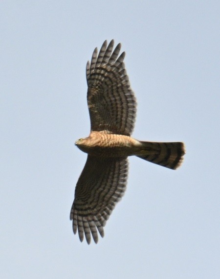 spurvehauk - ML644460732