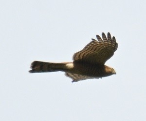 Eurasian Sparrowhawk - ML644460733