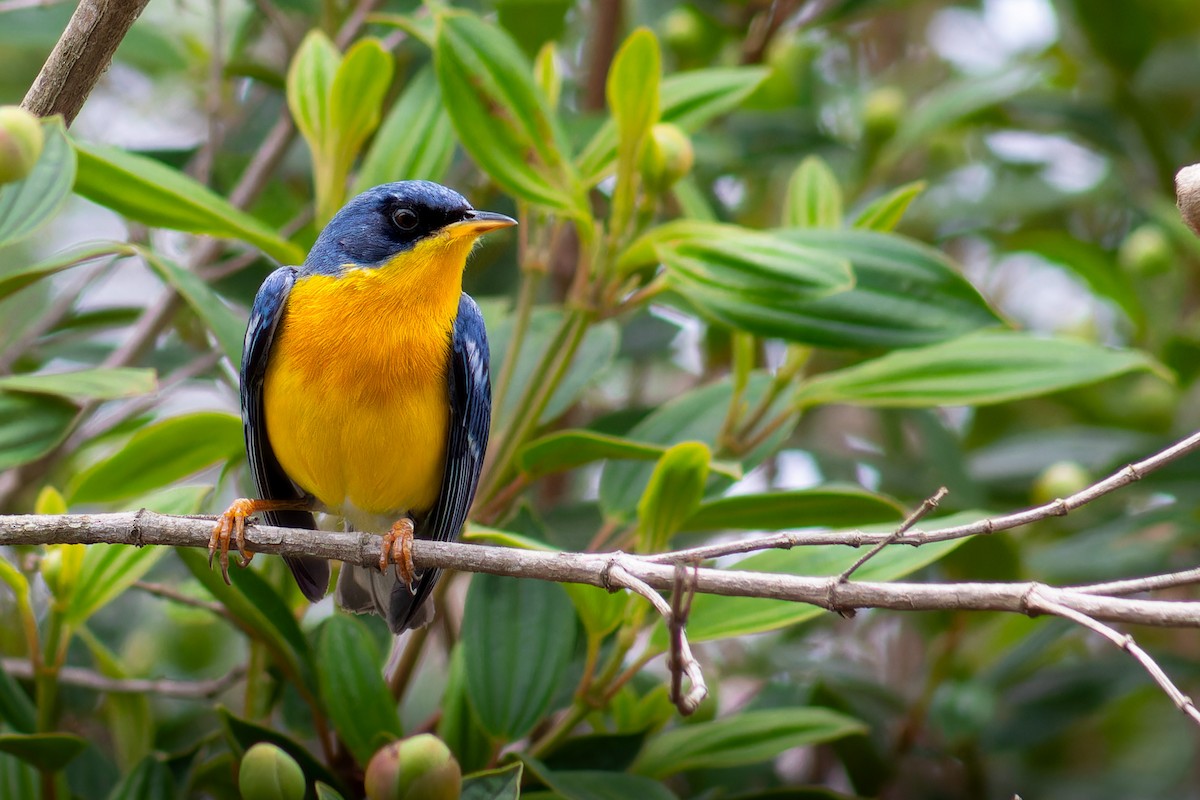 Tropical Parula - ML644460734