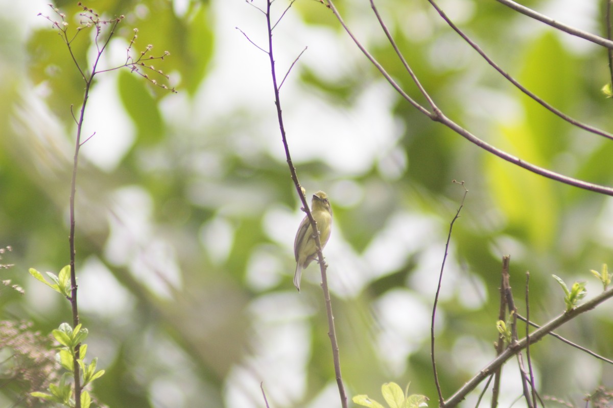 Olive-faced Flatbill - ML644460741