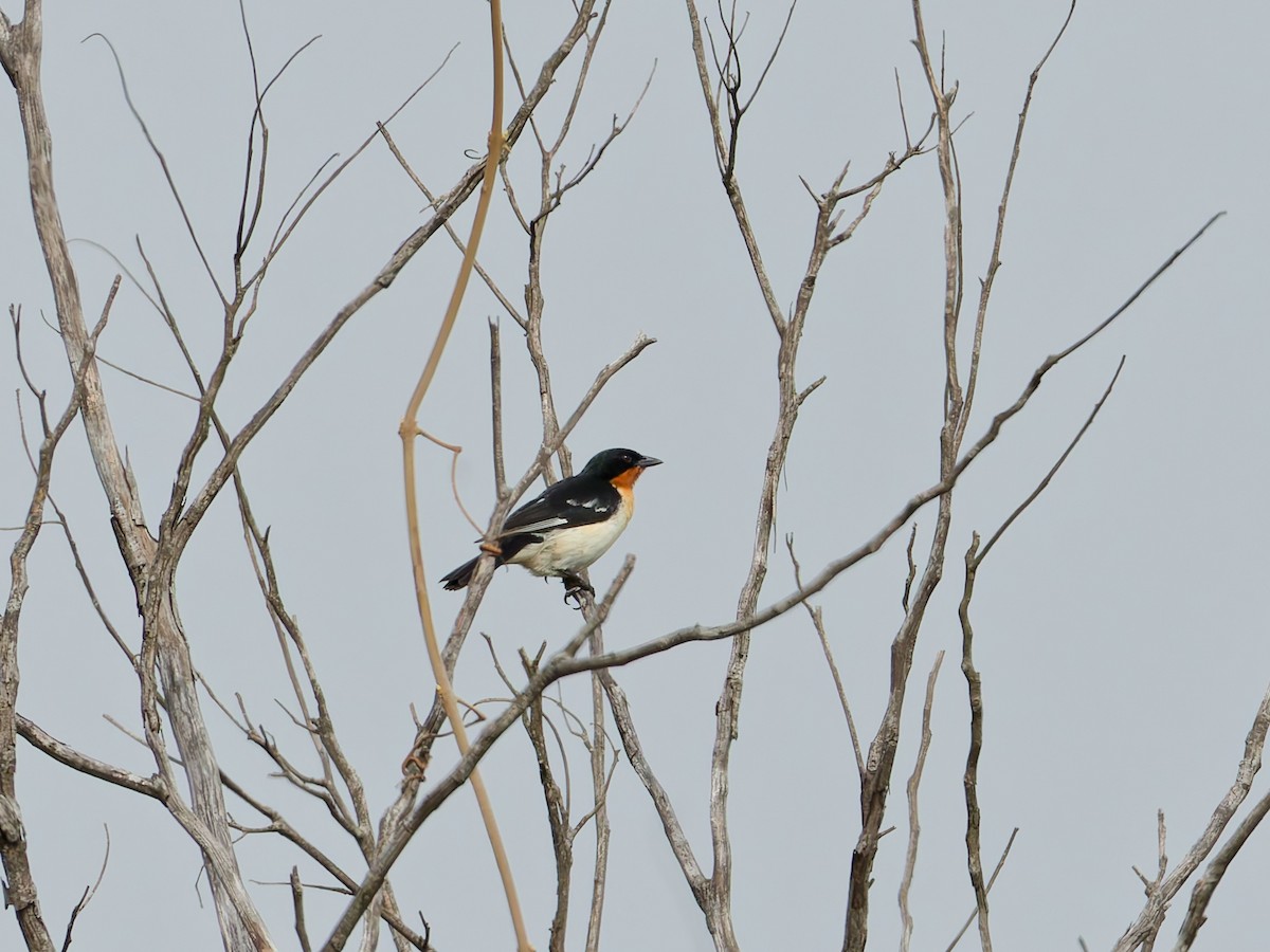 White-rumped Tanager - ML644460743