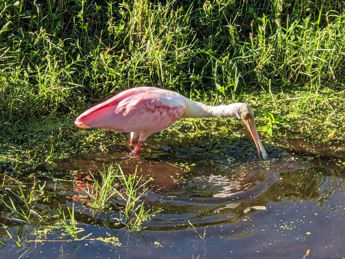 Roseate Spoonbill - ML644460744