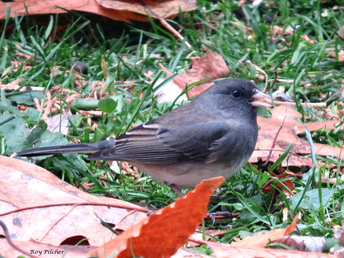 Dark-eyed Junco - ML644460745