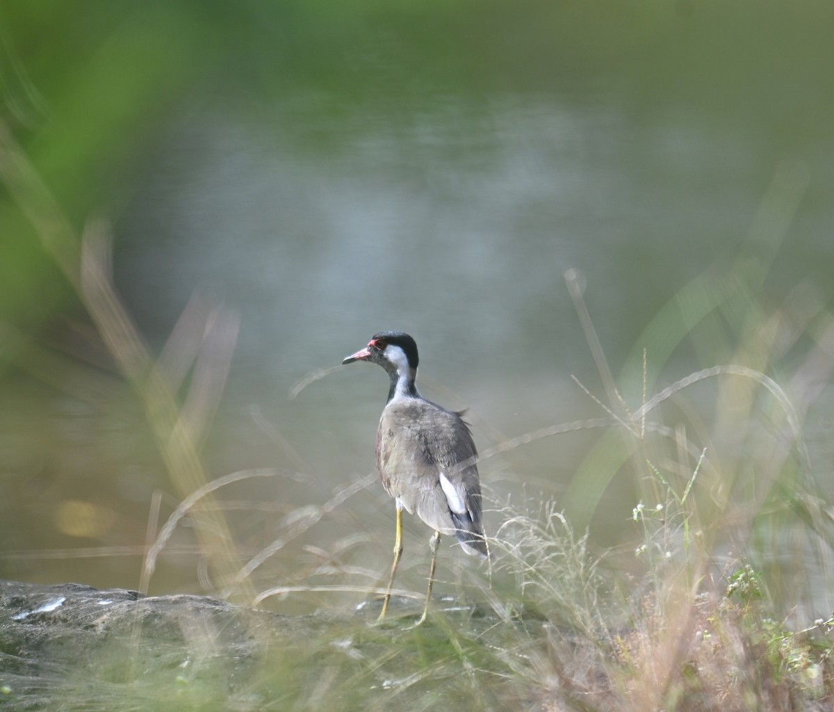 brillevipe - ML644460767