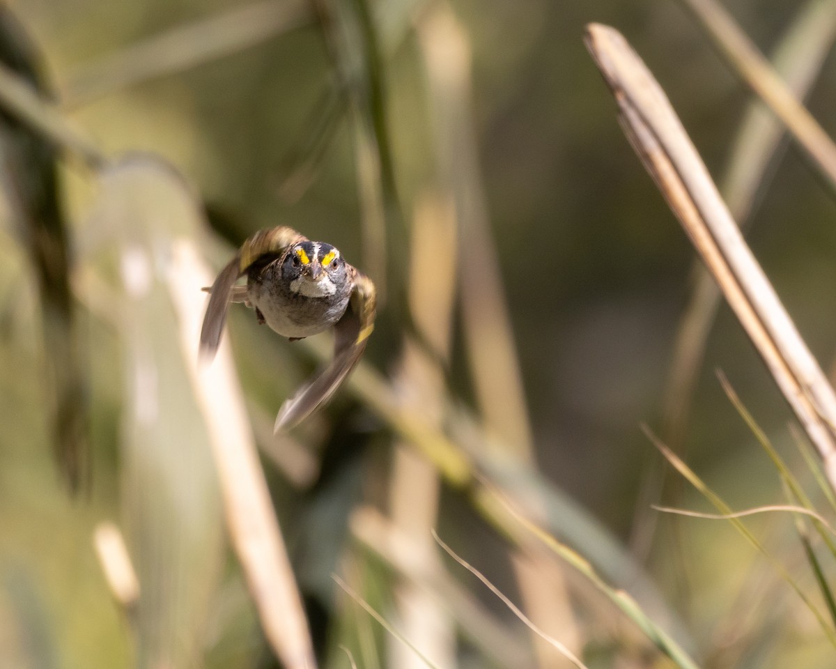 White-throated Sparrow - ML644460776