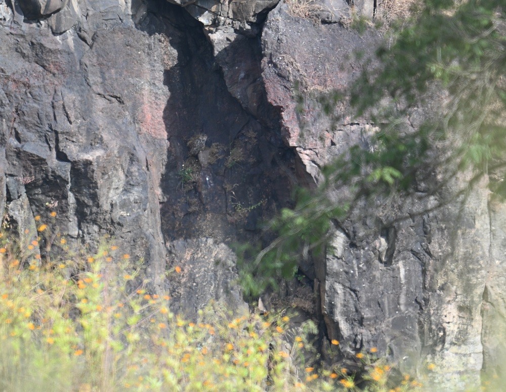 bengalhubro - ML644460784