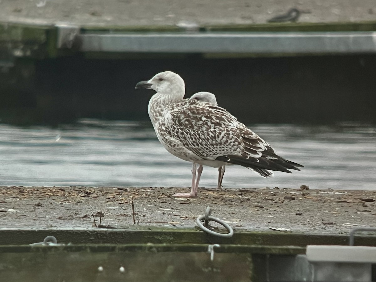 Great Black-backed Gull - ML644460787