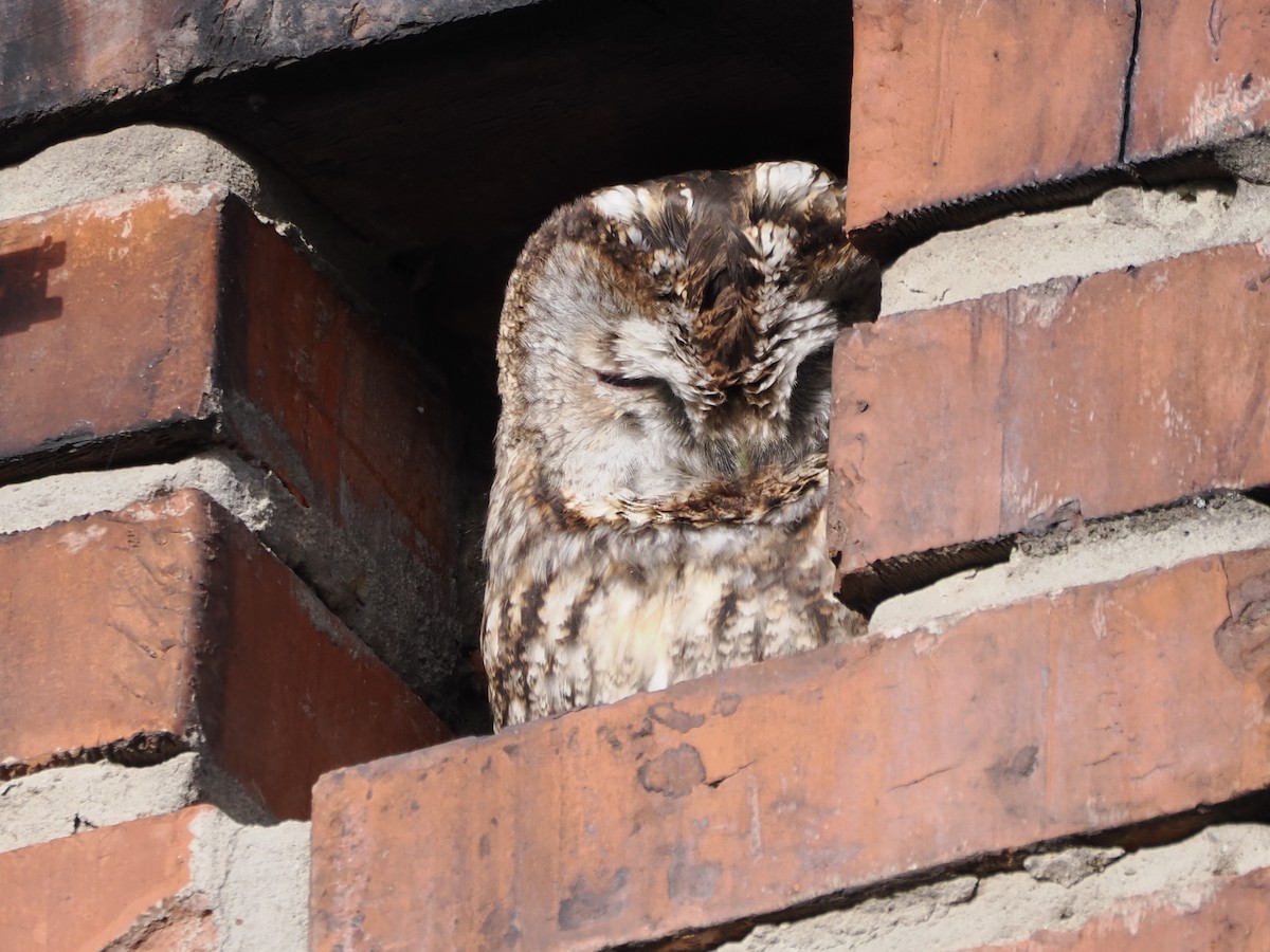 Chouette hulotte - ML644460788