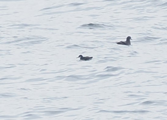 Manx Shearwater - ML644460793