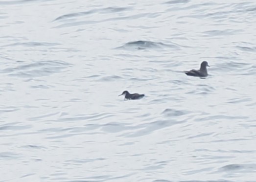 Manx Shearwater - ML644460794