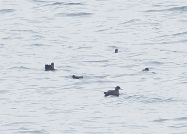 Manx Shearwater - ML644460795