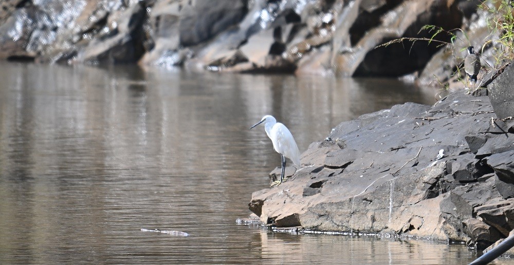 silkehegre - ML644460801