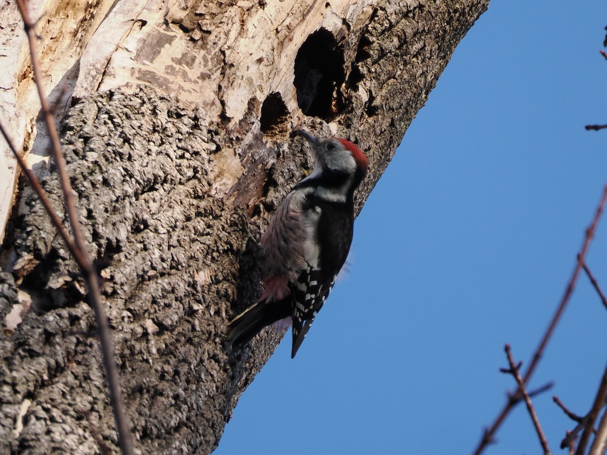 Middle Spotted Woodpecker - ML644460802