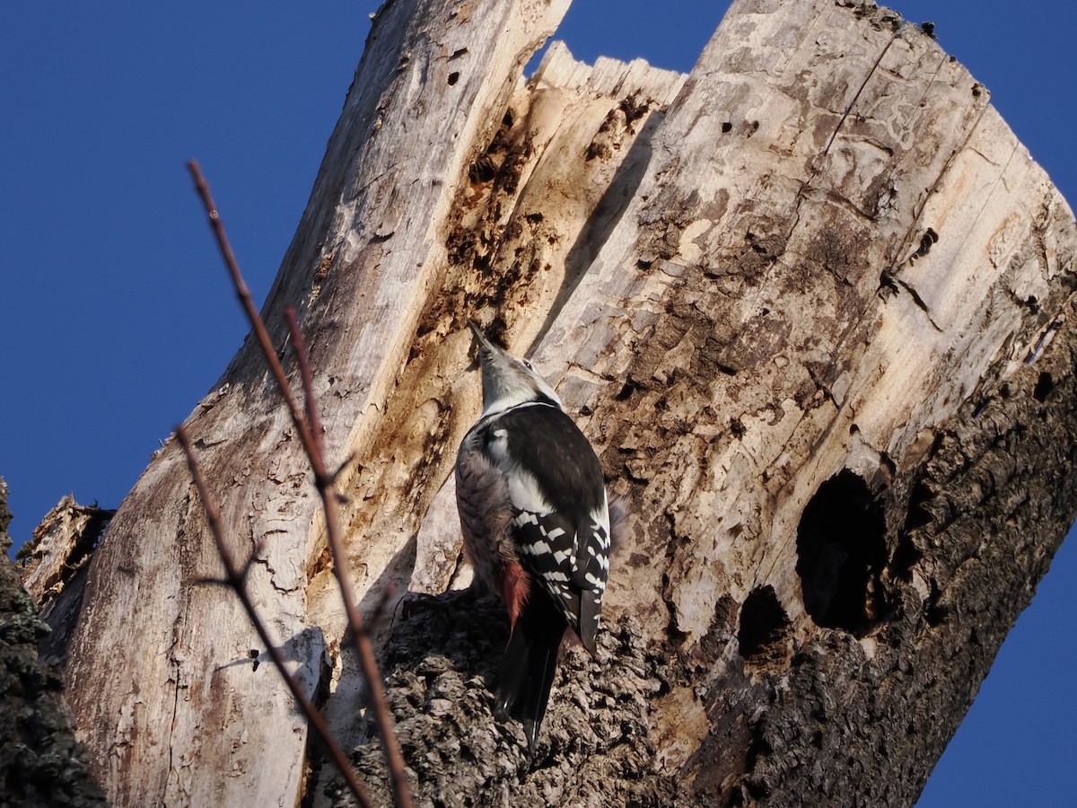 Middle Spotted Woodpecker - ML644460803