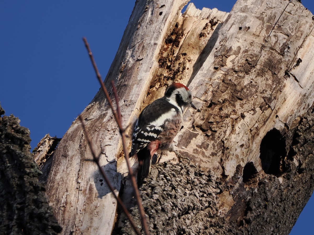 Middle Spotted Woodpecker - ML644460804