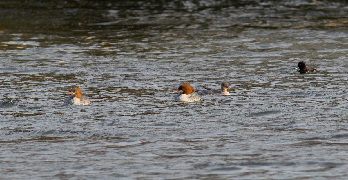 カワアイサ - ML644460805